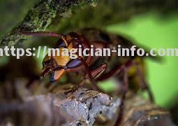 黄蜂连续遭受打击,困境难解 黄蜂连续遭受打击,困境难解